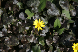 Ranunculus ficaria RCP4-2013 082.JPG